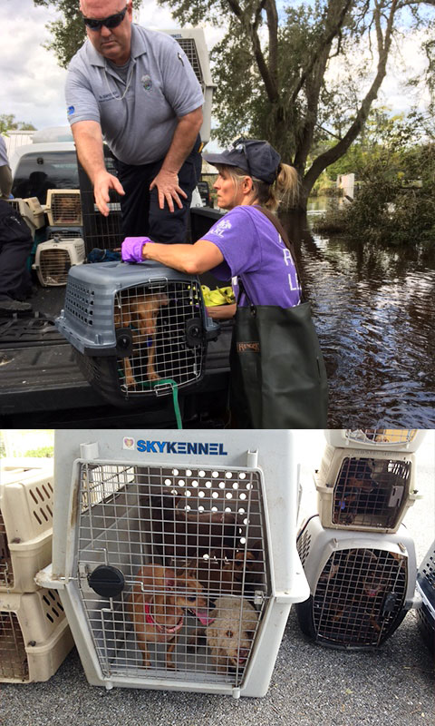 ARL Rescues 60 Animals from Flooded House