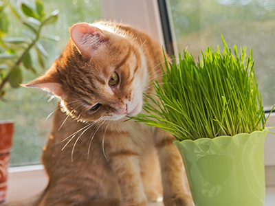 Plants and your cat