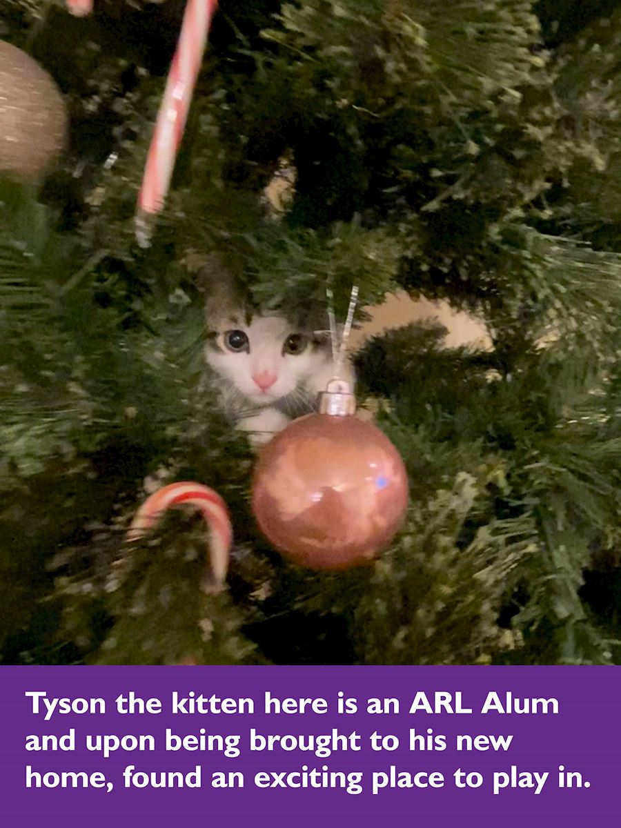 Tyson the kitten captioned