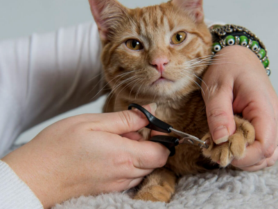 cat getting nails trimmed