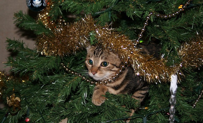 christmas tree cat