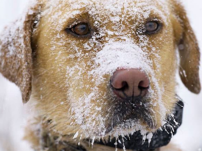 Cold-Weather Tips for Pets