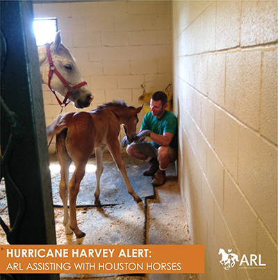 ARL Hurricane Harvey Update