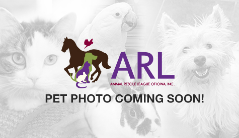 | Pet Detail | Animal Rescue League of Iowa