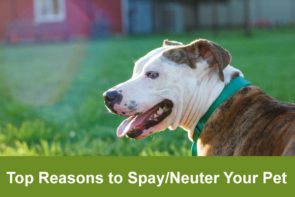 top reasons to spay/neuter