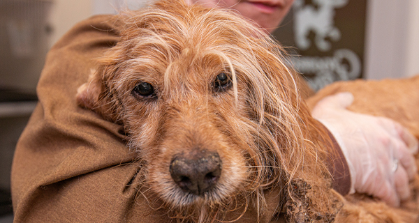 We never give up on pets like Murphy