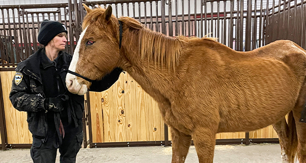 4 horses needed immediate help