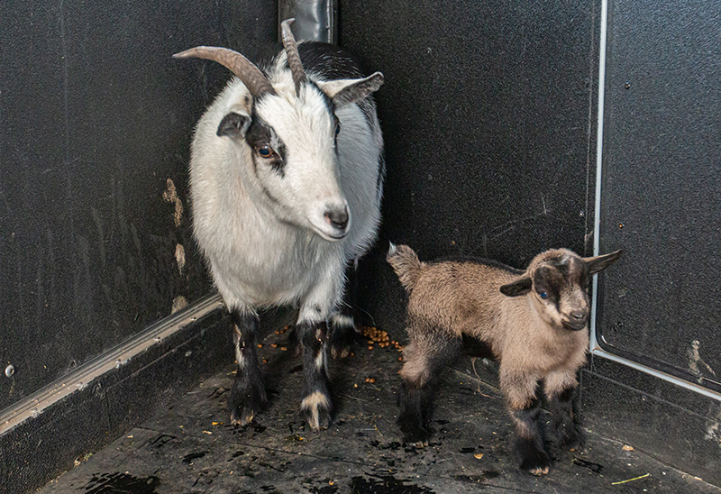 Mom and baby goat