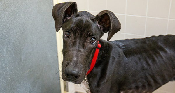 The Great Dane was trapped in a kennel and wasting away