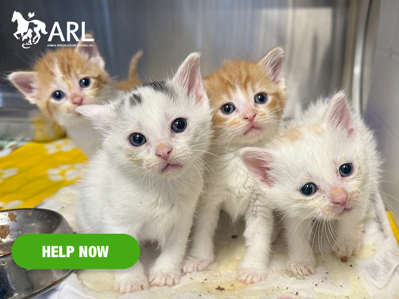 0410_orphanedkittens_eappeal_Header