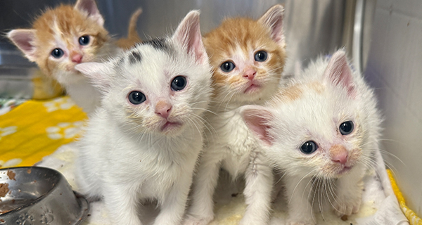 They were orphaned and alone