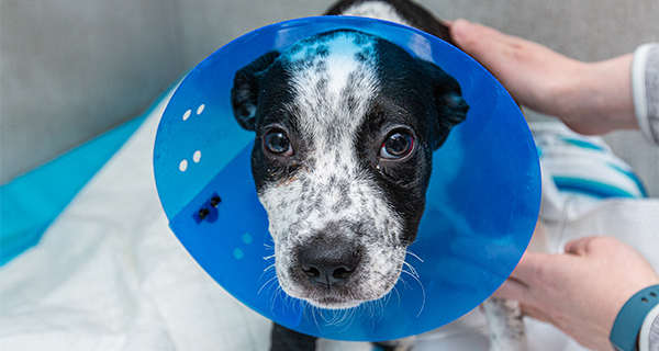 Theo needs your help to heal
