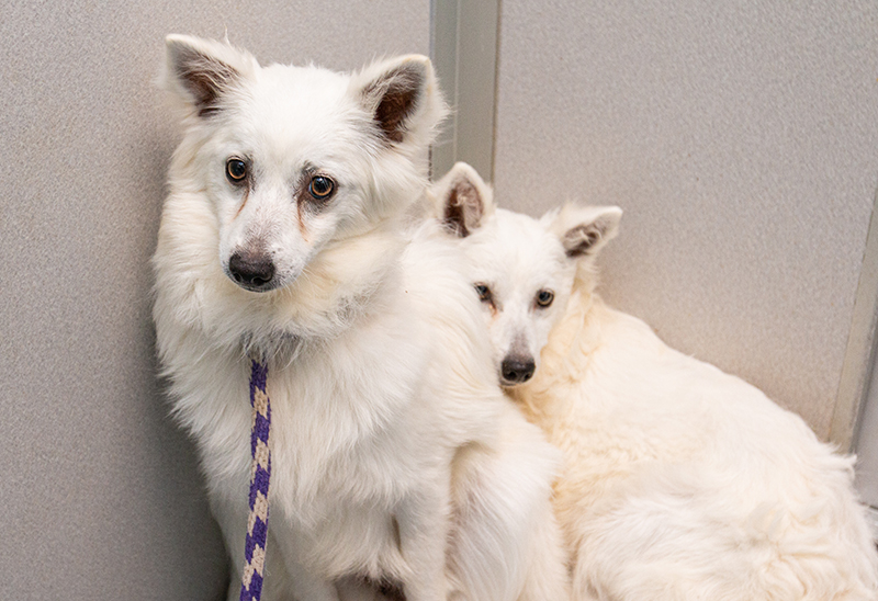 34 dogs will no longer be bred for profit