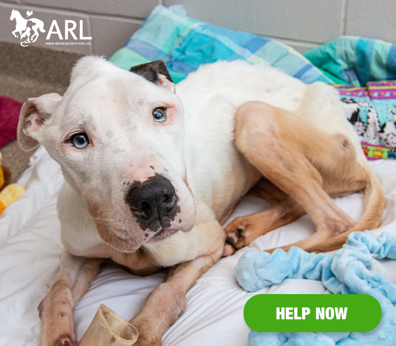Warren county animal best sale rescue