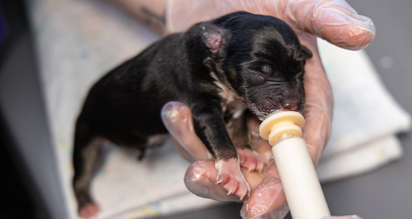 Can these tiny pups count on you?