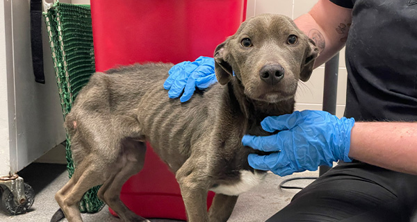 Ryder was rescued just in time