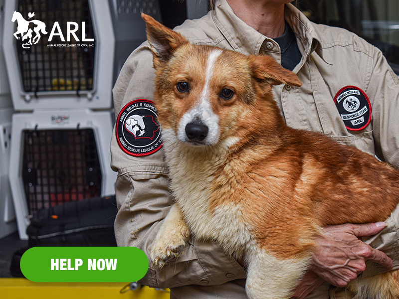 0610_corgis_eappeal_Header