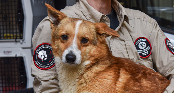 32 more dogs rushed to safety