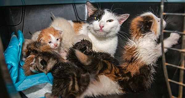 30 cats and kittens in feces-filled home