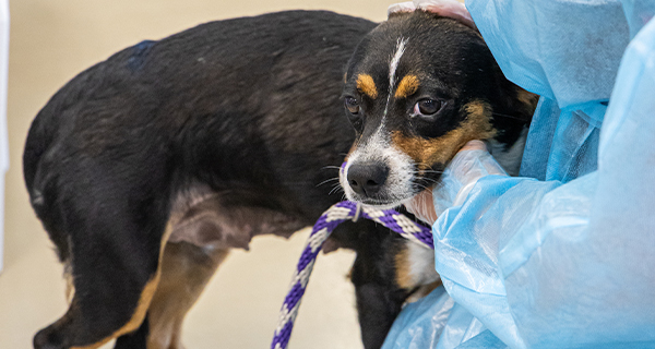 2 more heartbreaking rescues