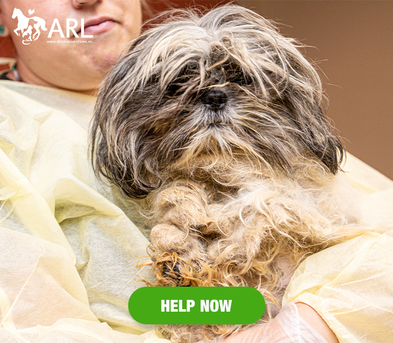 0728_Shihtzu rescue_Header