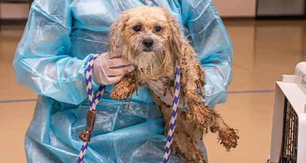 27 animals desperate for help