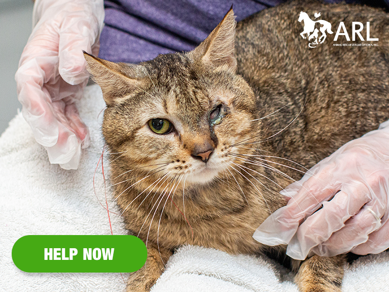 0829_masoncitycats_eappeal_Header