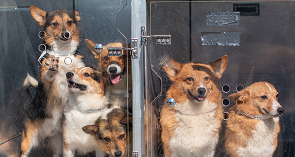 30 dogs rescued from unlicensed breeder