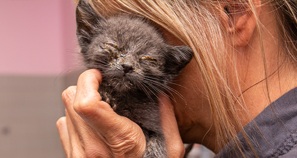 46 Cats Rescued, Now They Need Your Help