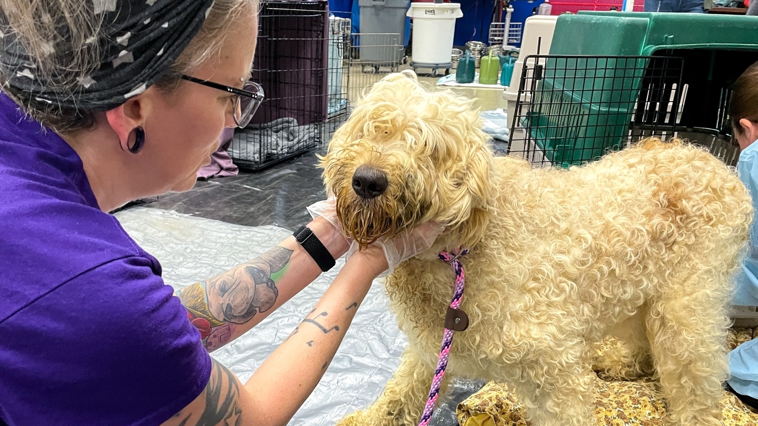 Nearly 100 Dogs Rescued from Puppy Mill