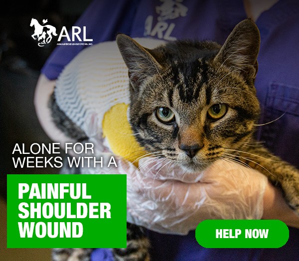 Cat alone for weeks with a painful shoulder injury