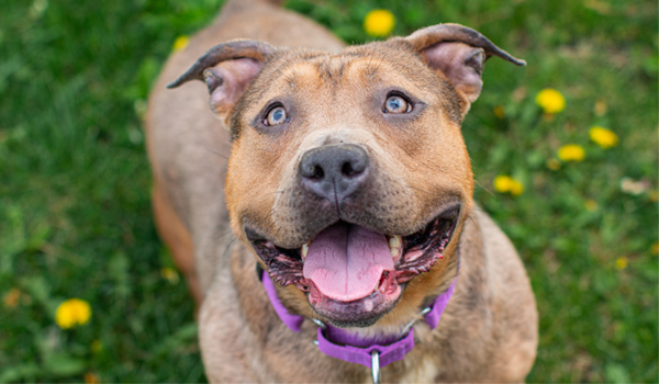 ARL of Iowa aims to place 1,000 dogs by end of summer