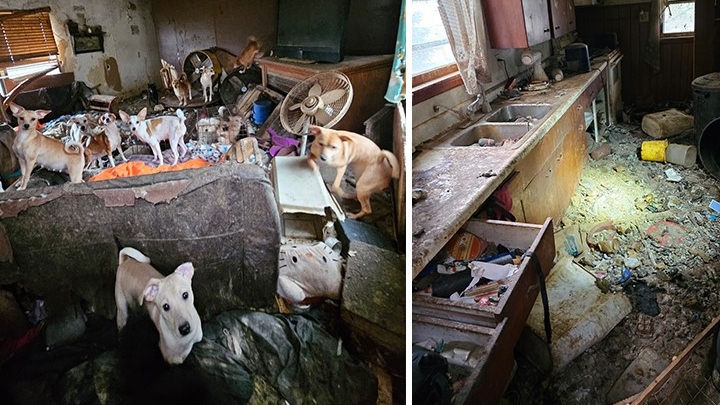 Nearly 100 dogs rescued, most trapped inside mobile home