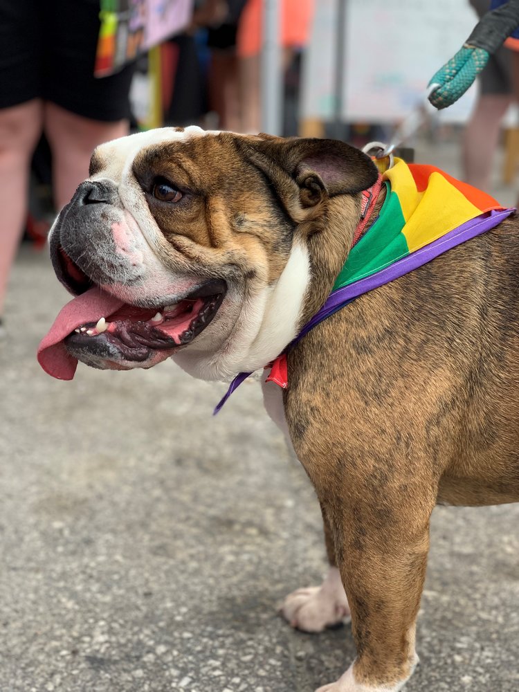 ARL Adoption Event with Pride