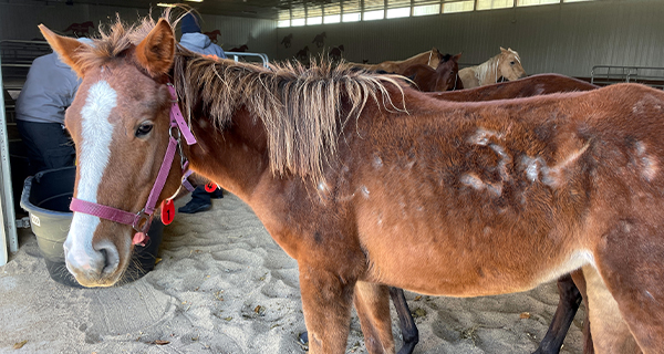 46 horses needed immediate help