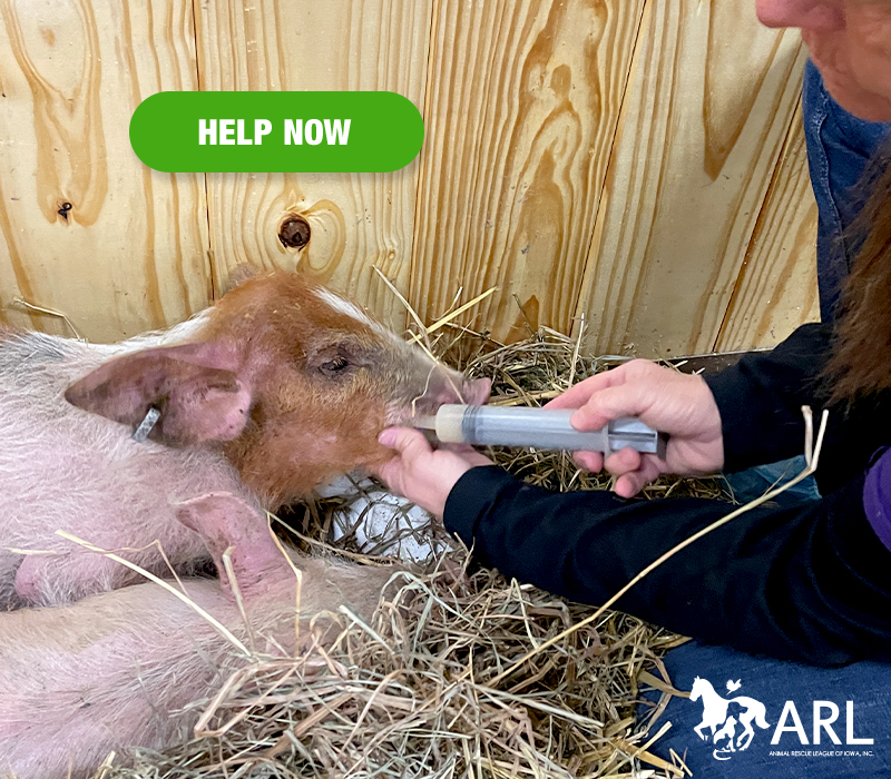 ARL rescues nearly 140 farm animals living in horrendous conditions - Animal  Rescue League of Iowa