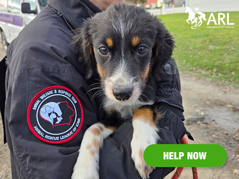 1125_decaturcodogs_eappeal_Header