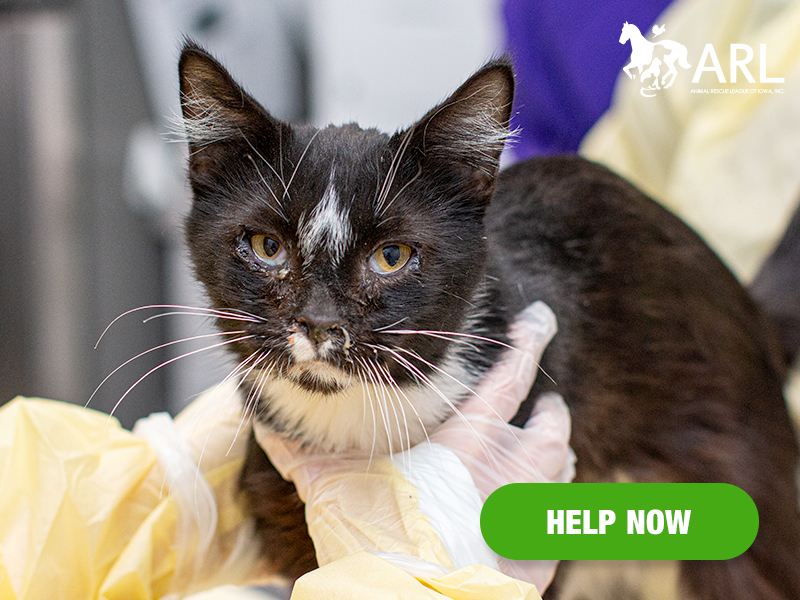 1212_bremercocats_eappeal_Header