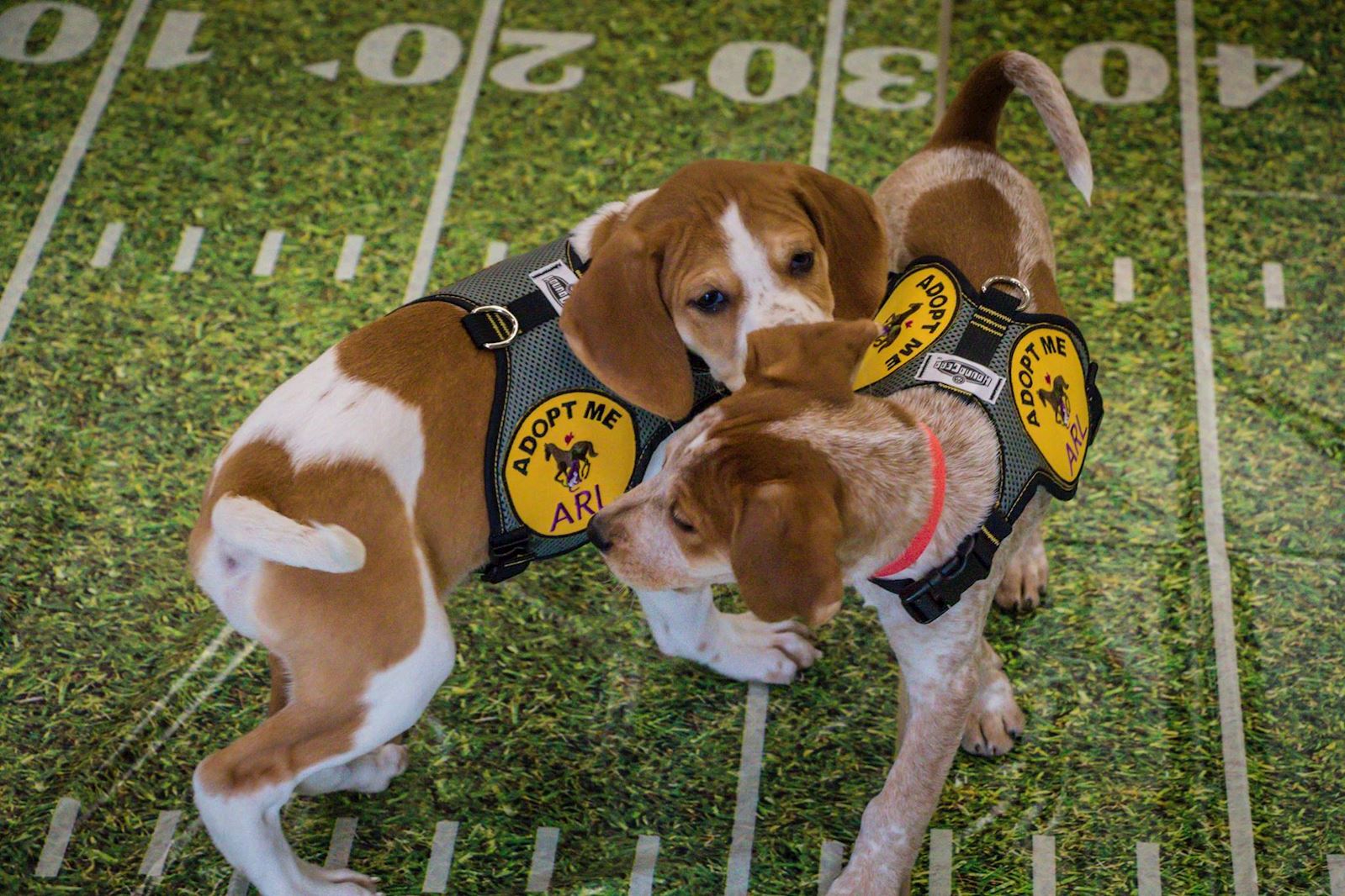Puppies