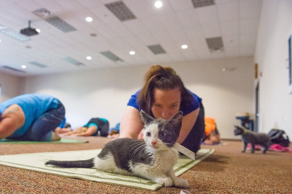 Cats N Mats