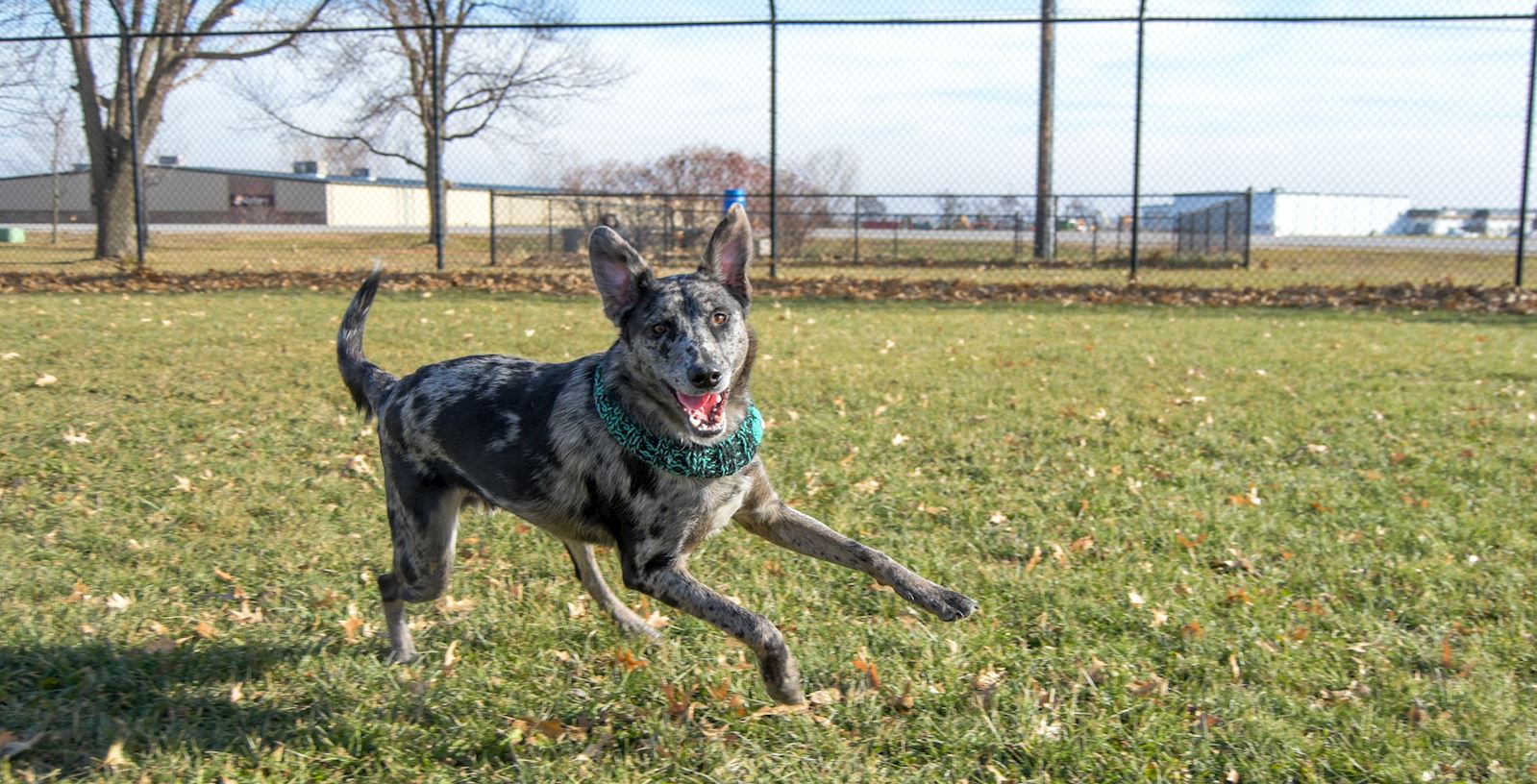 Bark Park