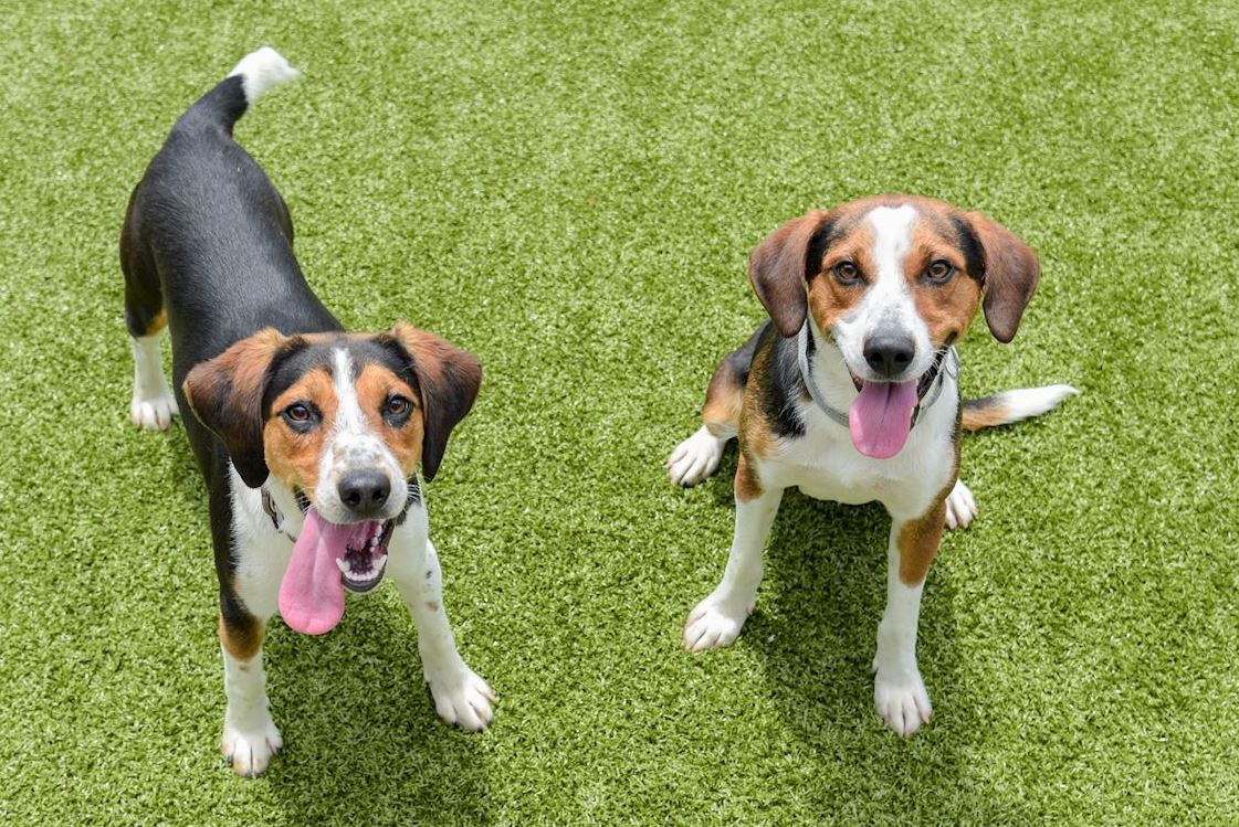 Introducing Your Dog to a New Dog