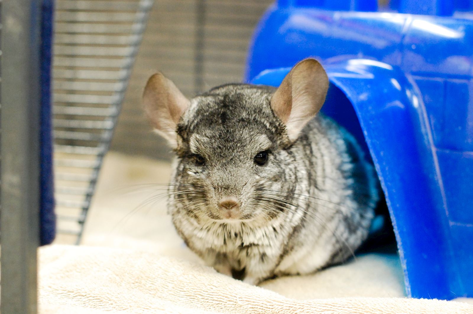 Chinchilla