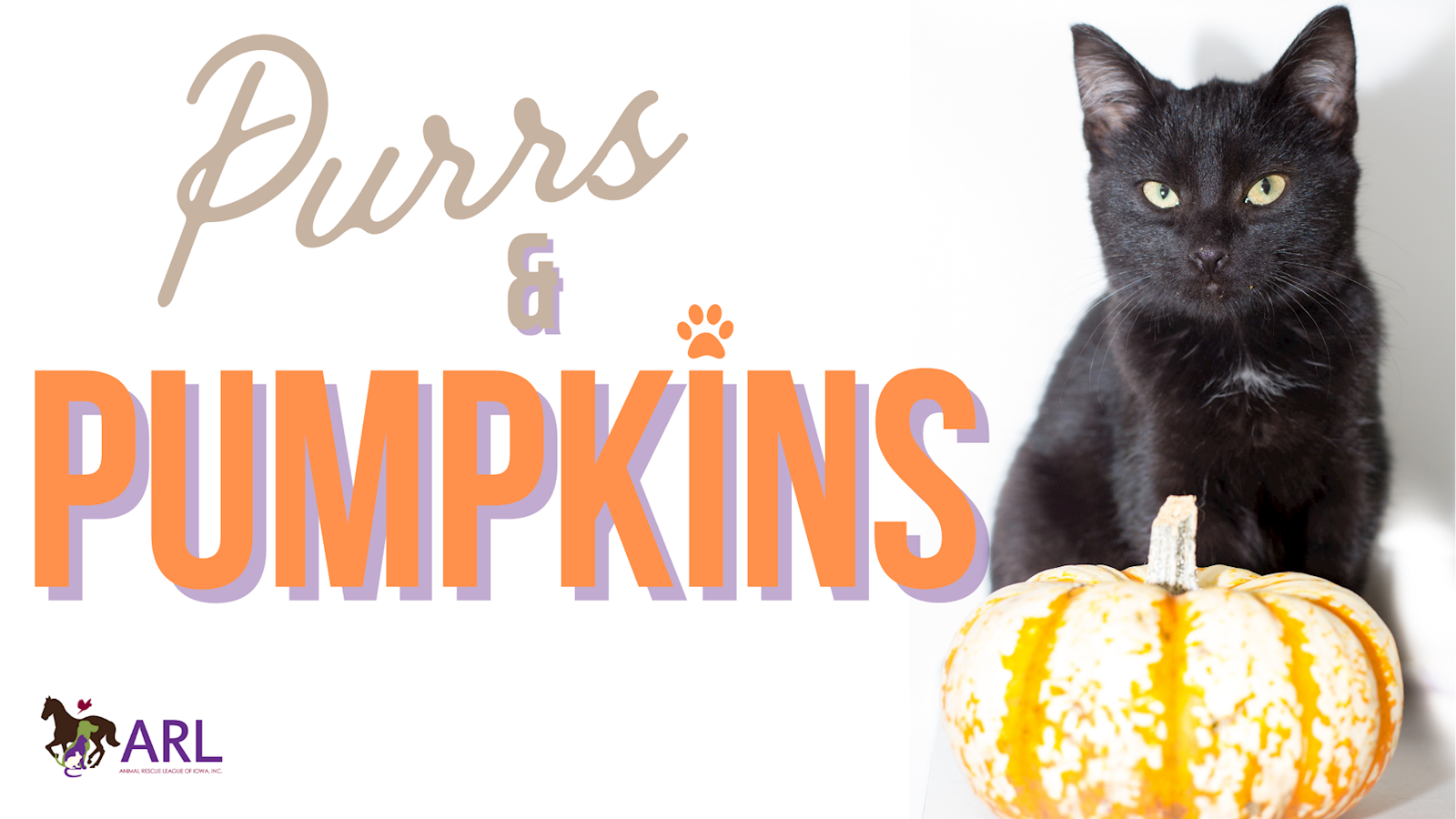 Purrs & Pumpkins