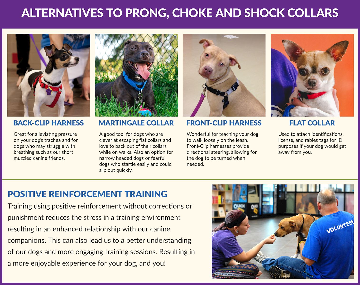 Alternatives to Prong, Choke, and Shock Collars Graphic