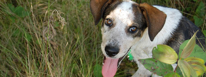 Donate Items : Donate : Animal Shelter of Northeast Nebraska