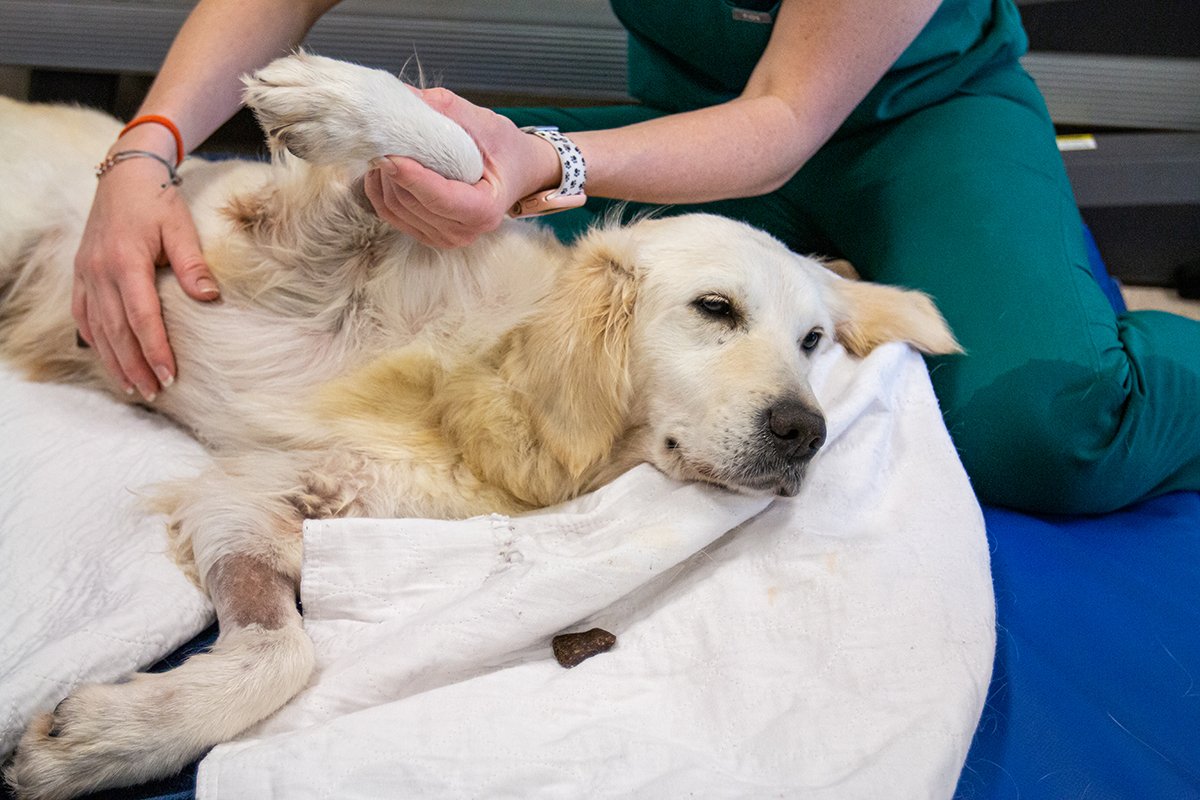 Doree Tummy Rubs