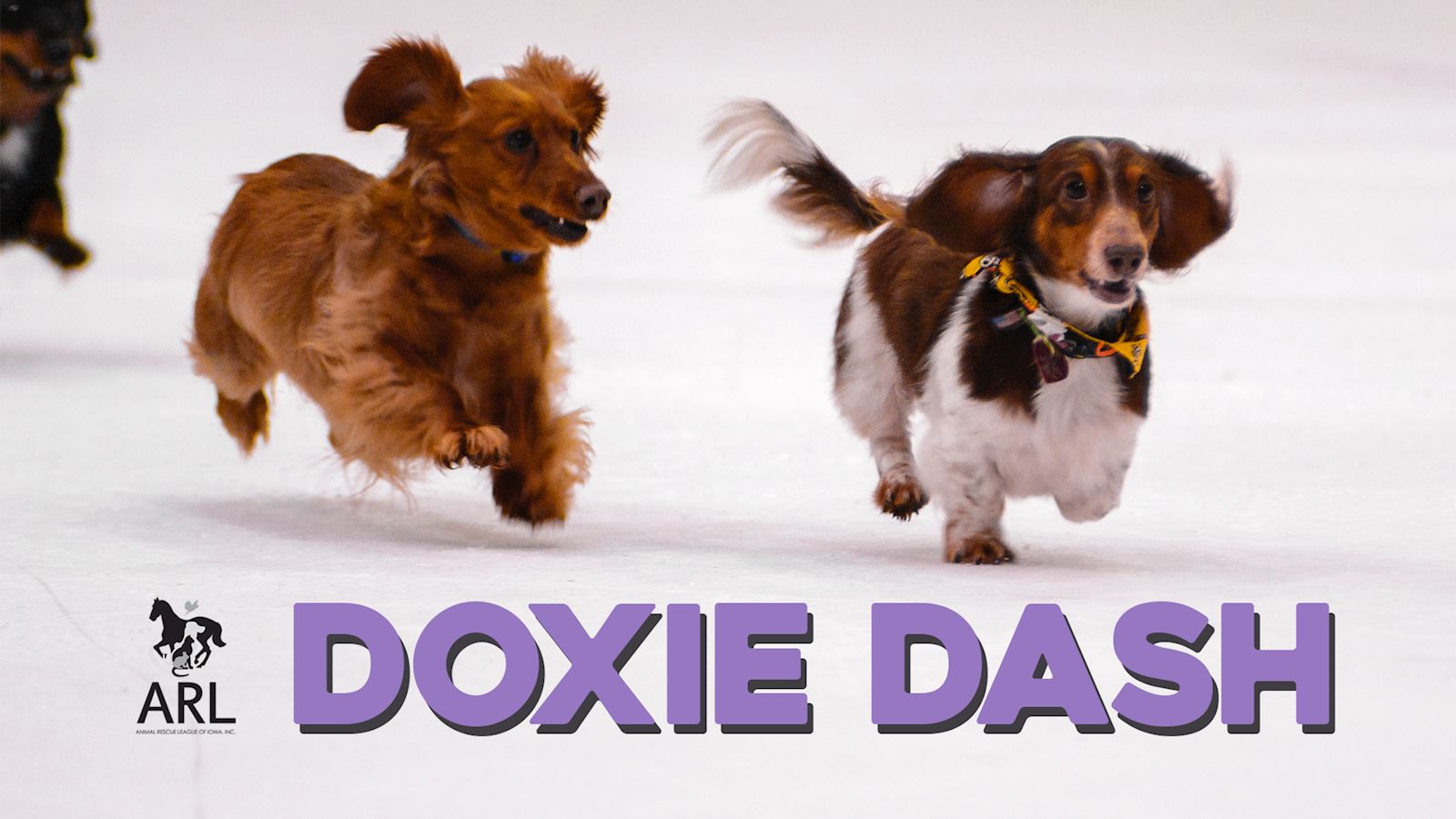Doxie Dash - Animal Rescue League of Iowa Doxie Dash - Animal Rescue League of Iowa