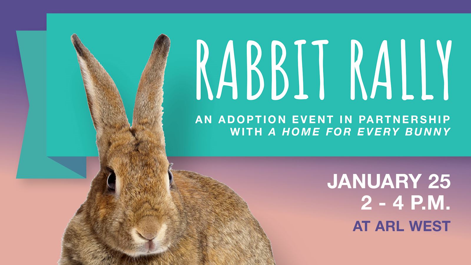 Rabbit Rally