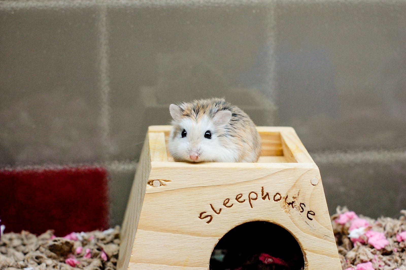 Where to Adopt a Hamster  